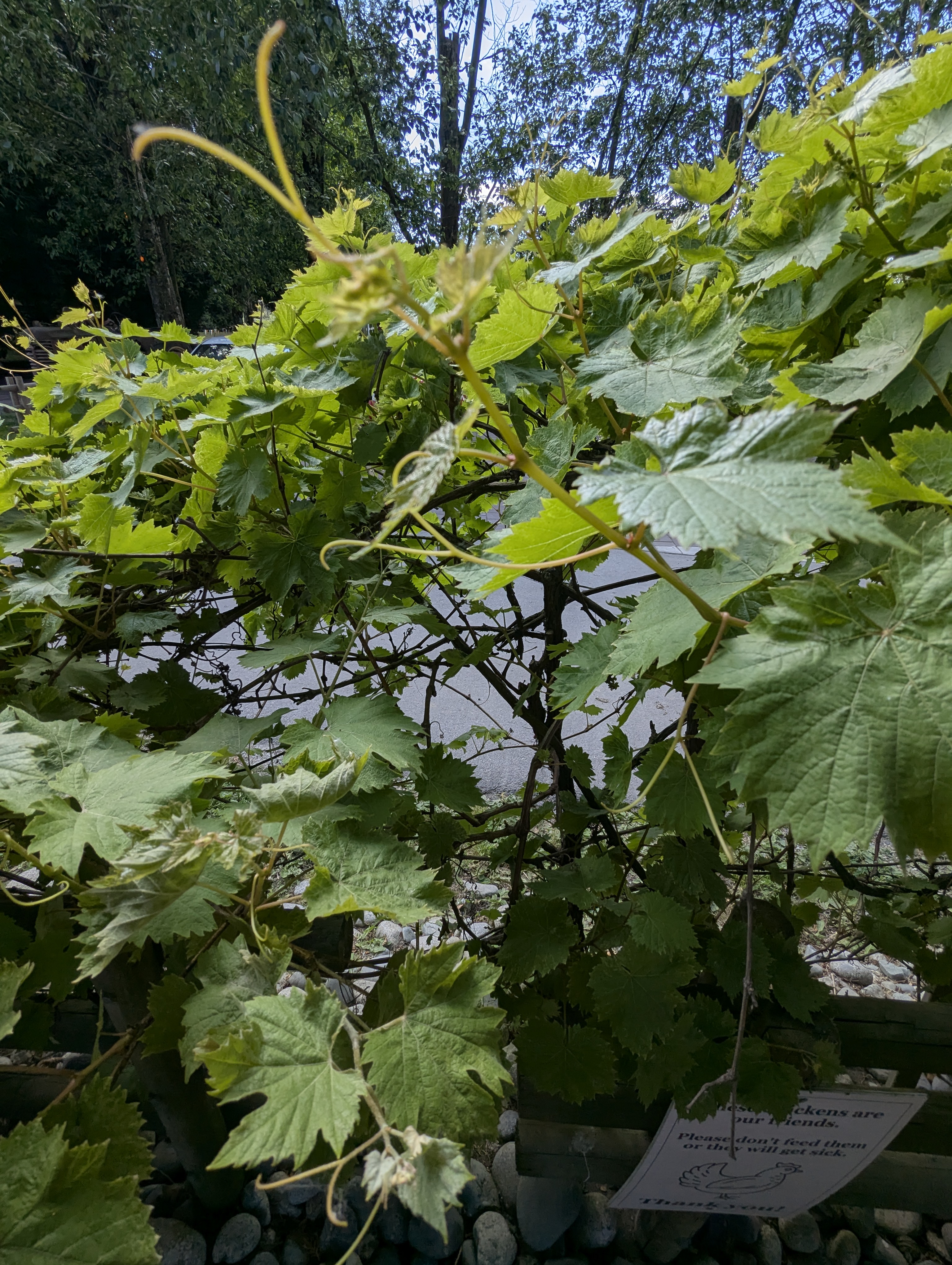 Birthday Trip to Canada, Country Vines Winery, Richmond, British Columbia